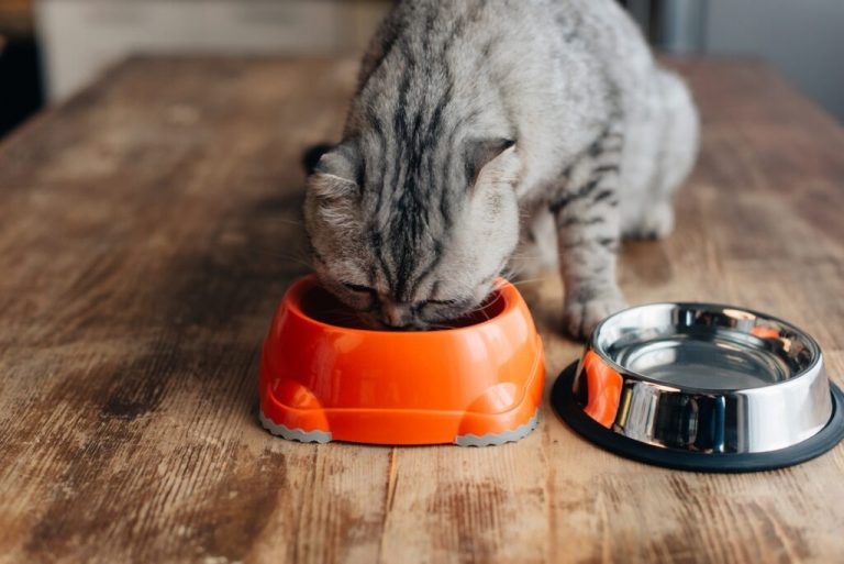 Comment choisir des aliments sans céréales pour chats ?