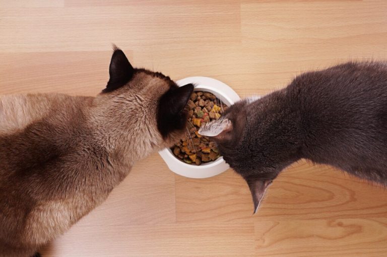 Décrypter les étiquettes des aliments pour chats sans céréales