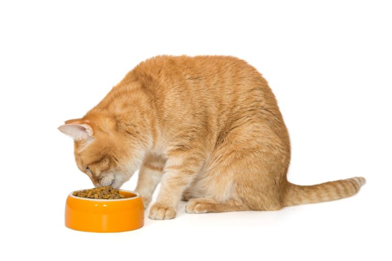 Les avantages pour la santé d'un régime sans céréales pour les chats