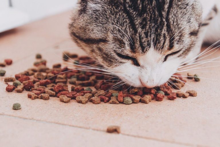 Les dangers des céréales dans les aliments pour chats